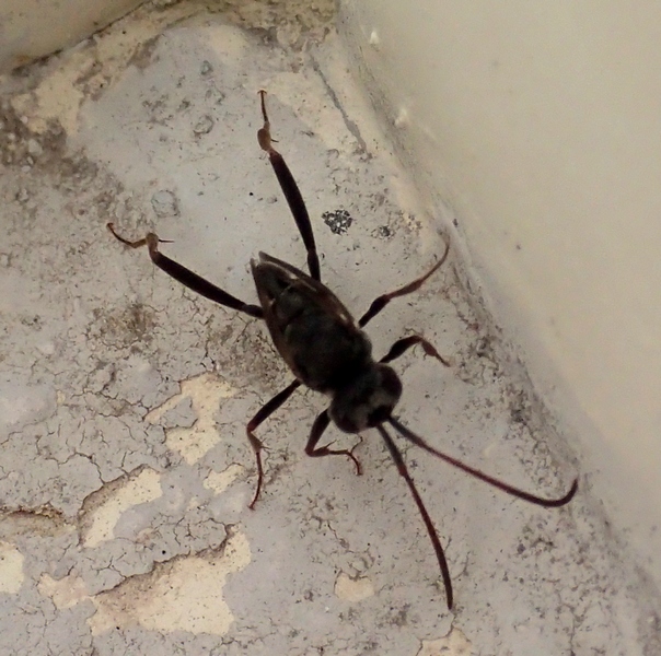 Evaniidae sp.